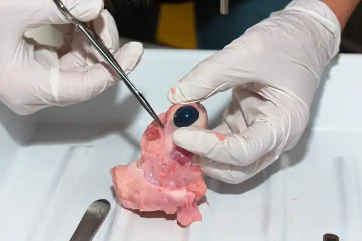 Dissecting a cow's eye - examining the eyeball with scissors, close-up