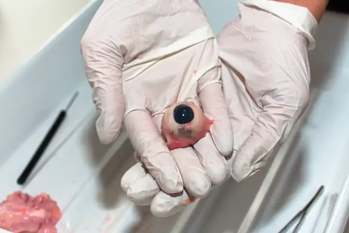 Eye of a cow during dissection is presented - close-up