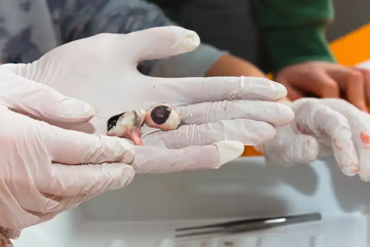 Dissecting a cow's eye - optic nerve and eyeball clearly visible, pathology