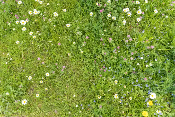 bunte Wiesenblumen mit kleinen Blumen und Gräsern - Wildblumenwiese