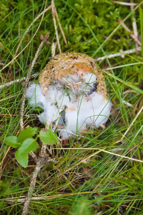 Mushroom in the meadow with mold - inedible and risk of food poisoning