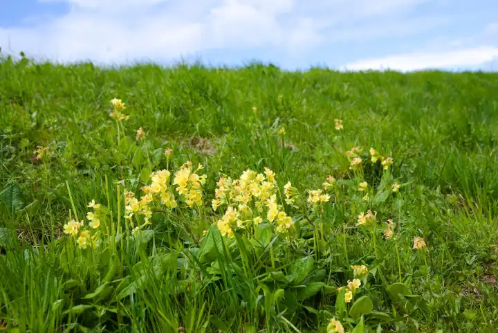 Cowslip is a protected species - Meadow cowslip on an embankment