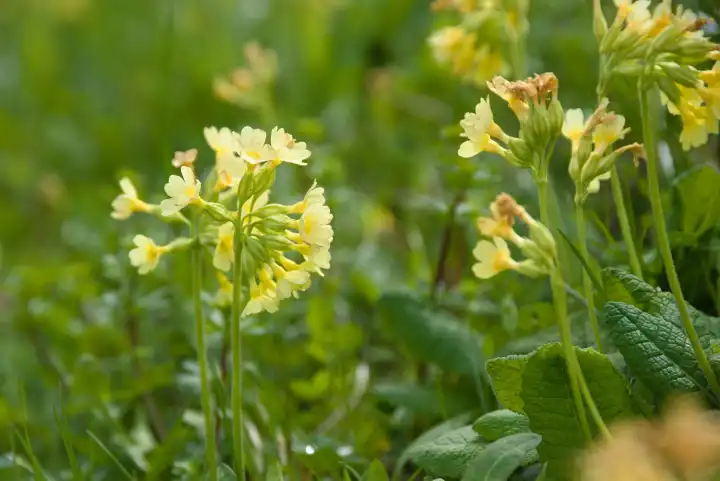 Cowslip protected - cowslip, close-up wildflower meadow cowslip