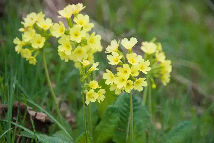 Protected flower Primula veris - Cowslip under nature protection
