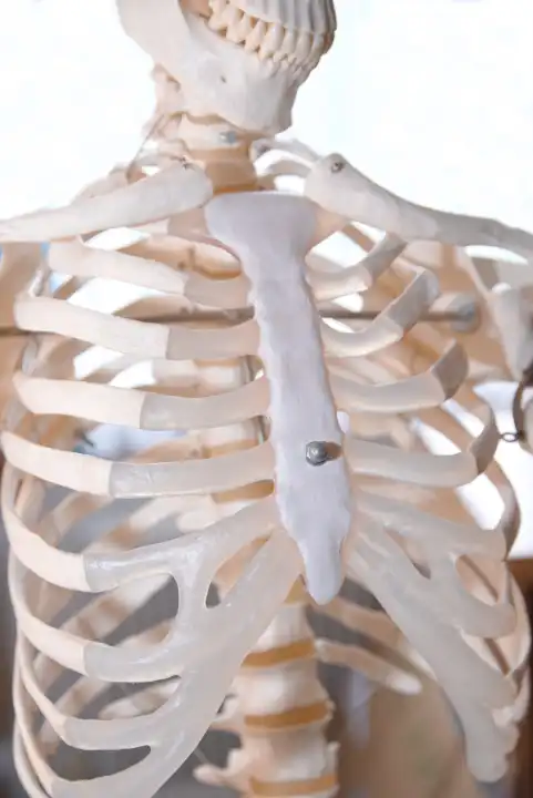 Skelet mit Brustkorb, Rippen, Wirbelsäule, Brustbein und Kopf - Detail