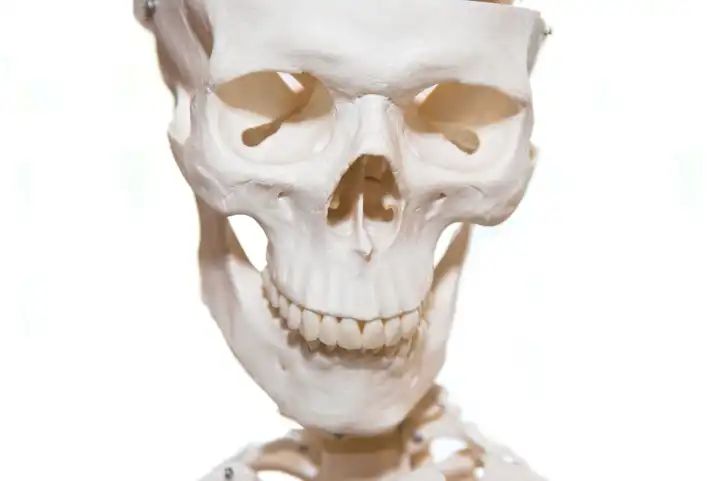 Head of skeleton - close-up of bones, skeleton model, cropped