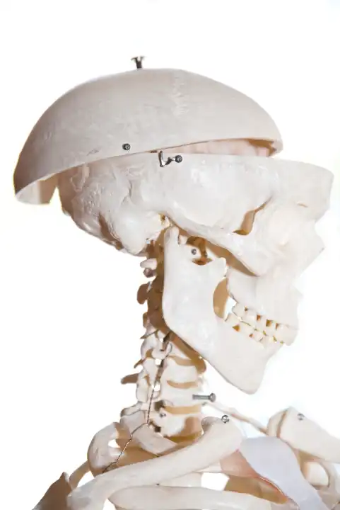 Skelett - Knochen von Kopf in Seitenansicht, freigestellt und Textfreiraum
