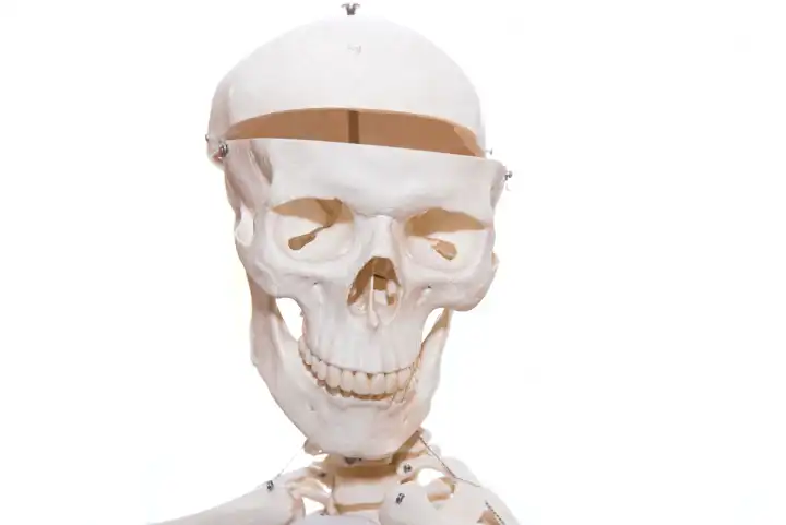 Knochen eines Schädels - Skelett freigestellt und Textfreiraum