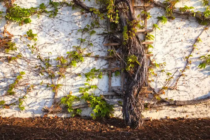 alter Weinstock an der Mauer im Sonnenlicht - Nahaufnahme