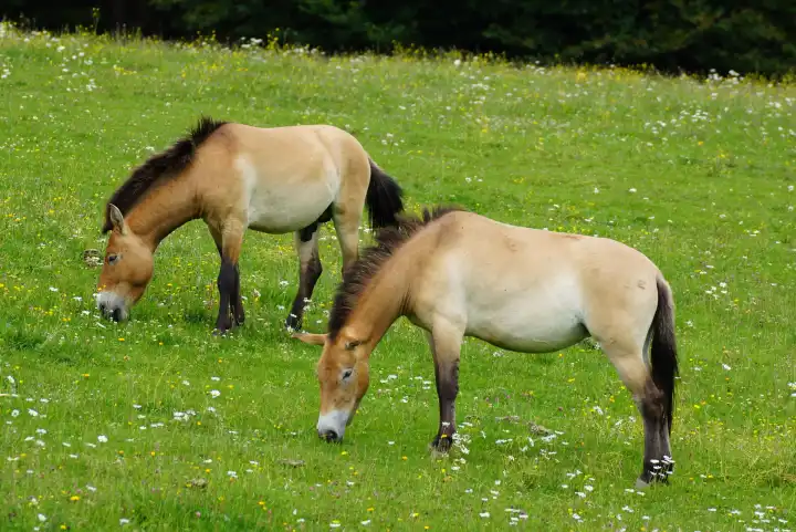 Wild horses on pasture