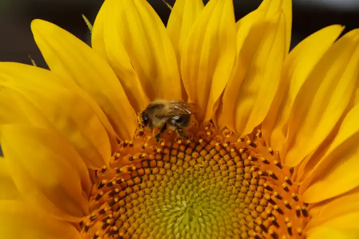 Sunflower flower with bee