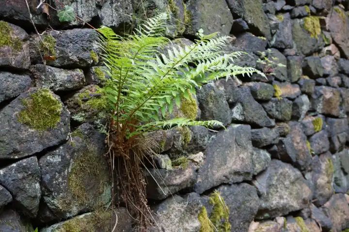 Old masonry with fern