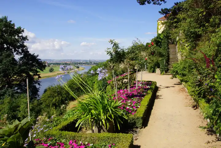 Flower terrace on the Elbe slopes