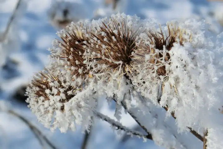 Thistles with hoar frost