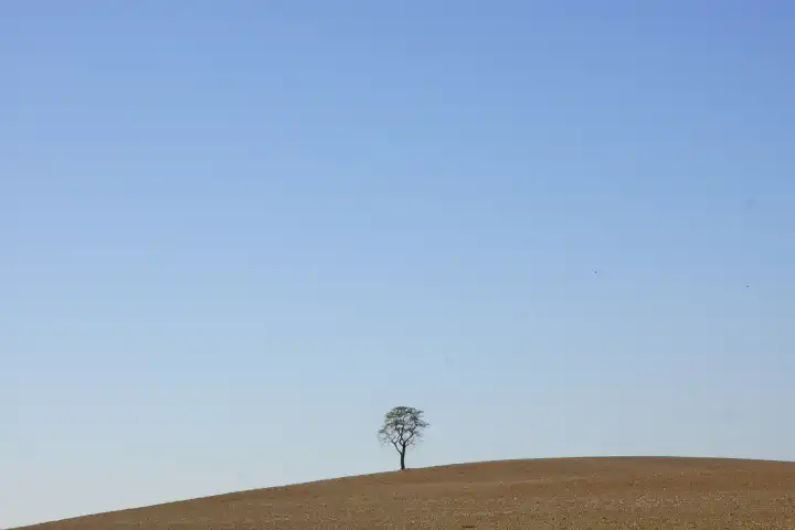 einzelner Baum