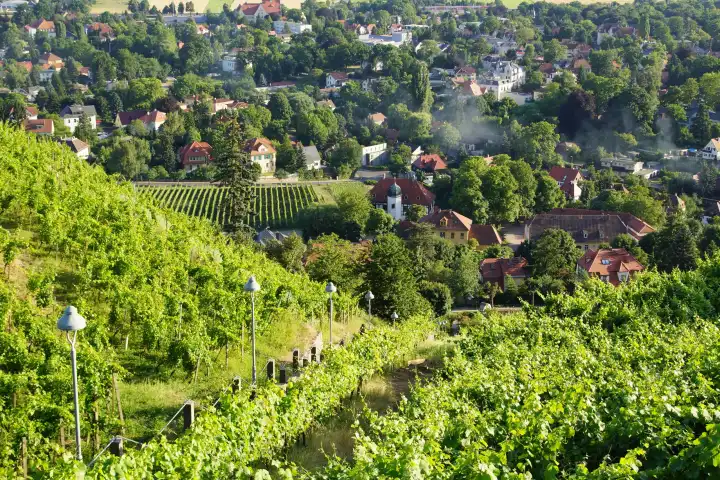 Weinhänge in Radebeul mit Spitzhaustreppe und dem Weinbaumuseum