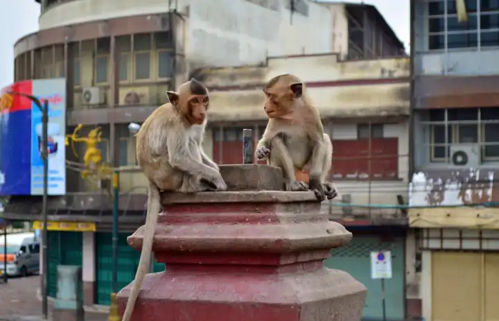 makaken affen auf ner Säule