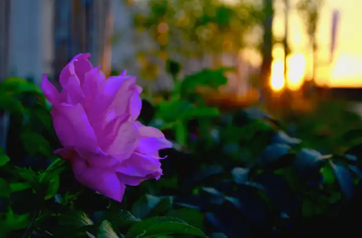 lila rose sonneuntergang