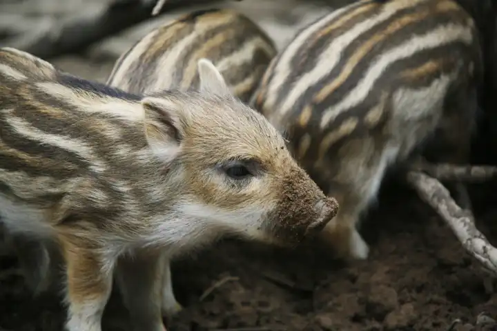 animal portrait young wild boar sus scrofa piglet piglets