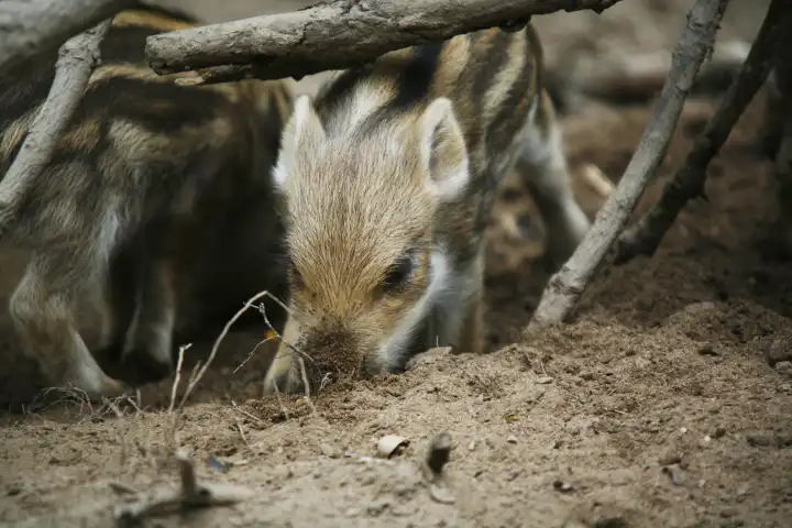animal portrait young wild boar sus scrofa piglet piglets piglet