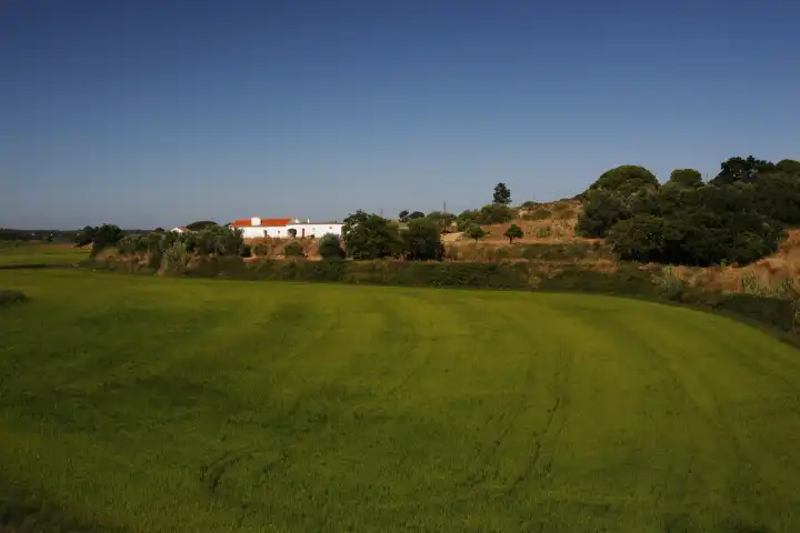 Reis, Reisfeld, Reisanbau, grün, bei Melides, Portugal, Europa