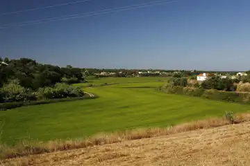 rice rice paddy rice green at melides portugal europe