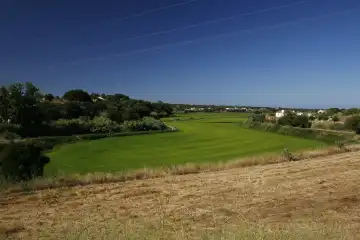Reis, Reisfeld, Reisanbau, grün, bei Melides, Portugal, Europa