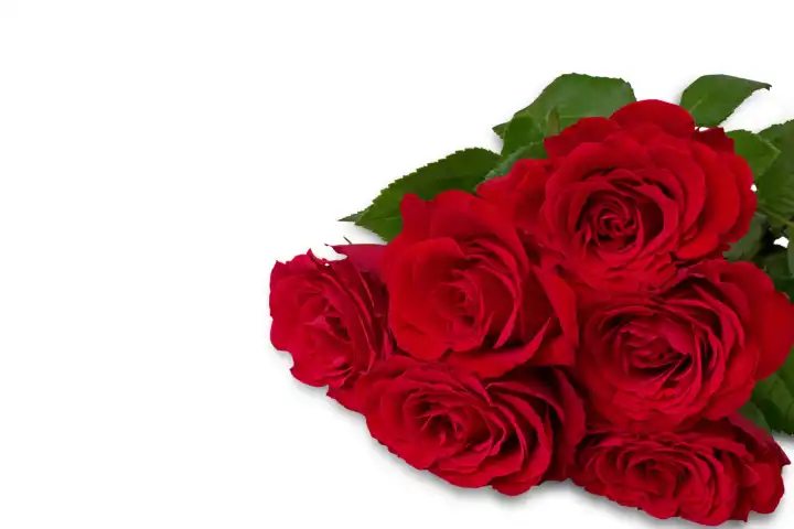 Strauß roter Rosen auf weißem Hintergrund