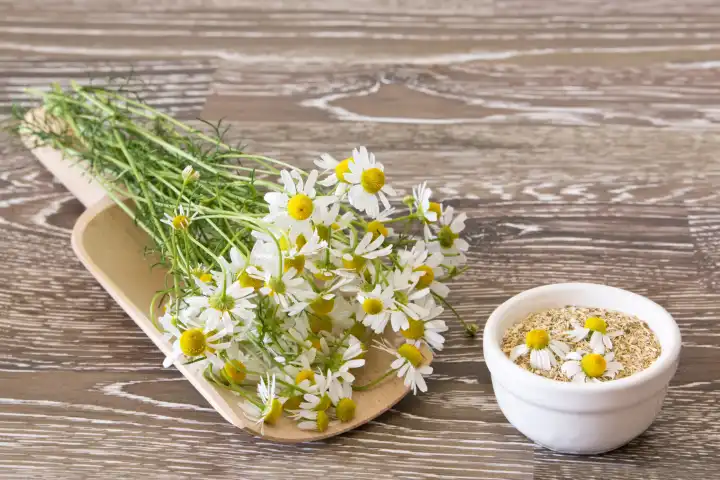 Fresh picked and dried chamomile on wooden background