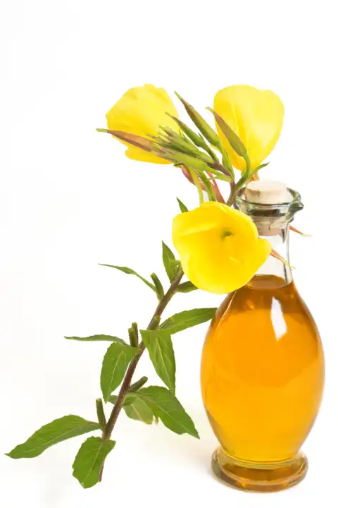 Nachtkerzenpflanze neben Flasche mit Öl