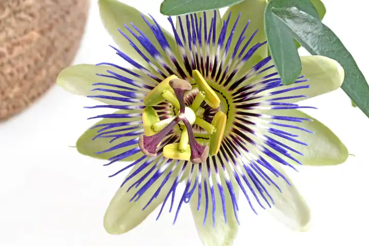 closeup of passiflora in a flower pot