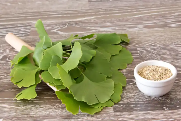 fresh ginkgo leaves on a scoop and dried herb