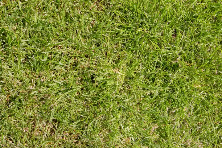 Hintergrund aus grünem Gras
