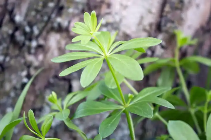 wild woodruff in the forest