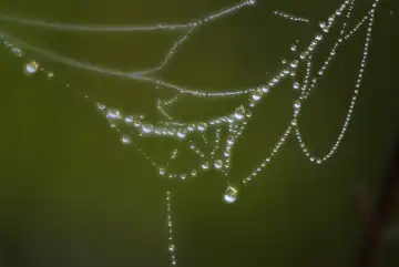 Wassetropfen Spinnennetz Wassertropfenperlen