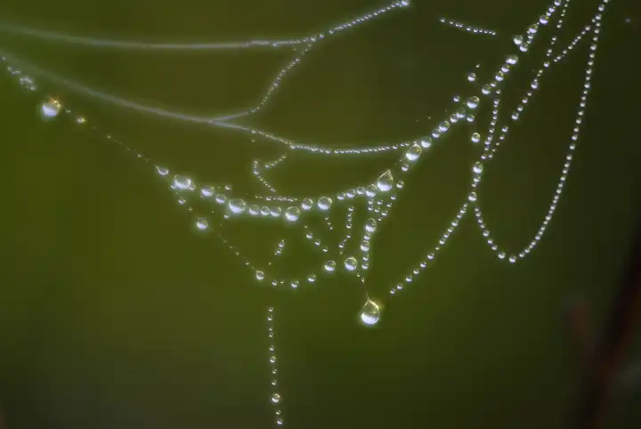 Wassetropfen Spinnennetz Wassertropfenperlen