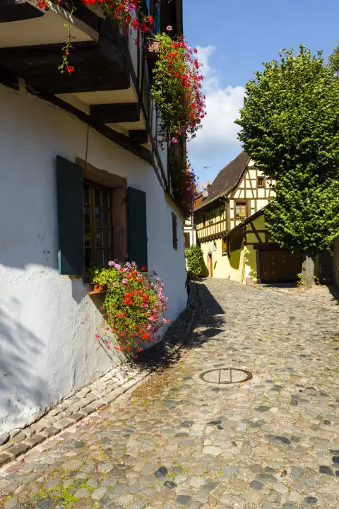 scenic lane with timbered architecture in the old town of Kaysersberg, Alsace Wine Route, France, colorful medieval houses, touristy destination