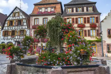 Dorf Bergheim, Elsässer Weinstraße, Frankreich, alter blumengeschmückter Brunnen vor Fachwerkhäusern