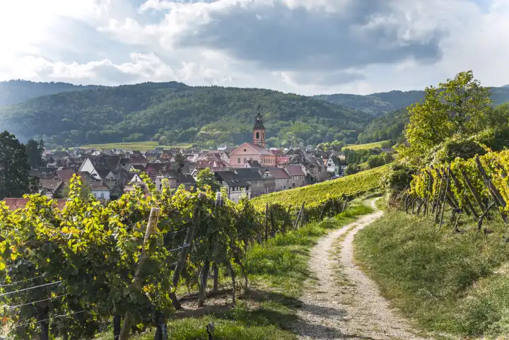 Weindorf Riquewihr, Elsass, Weinstraße, Frankreich, Fußweg und Wanderroute zwischen Weinbergen in Richtung Dorf