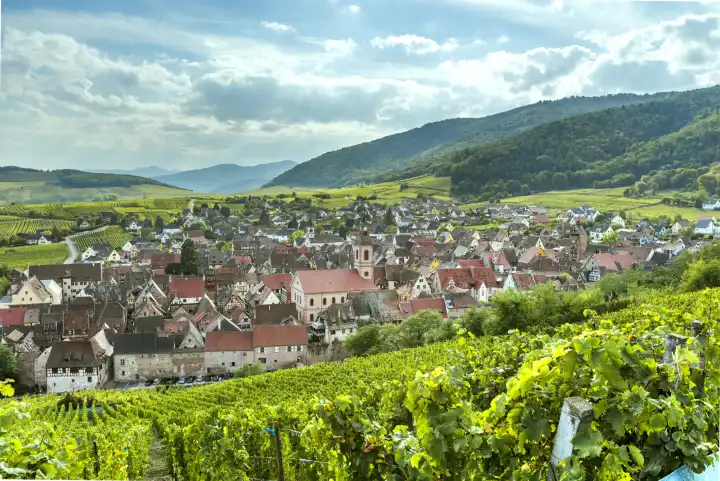 landscape panorama of wine village Riquewihr at the foothills of the Vosges, Alsace, Wine Route, touristy destination between vineyards, France