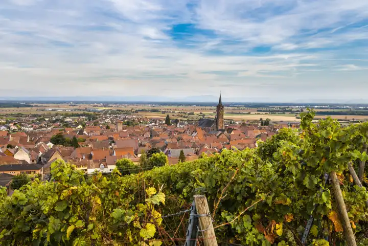 medieval wine village Dambach-la-Ville with vines, Alsace, Wine Route, France, viniculture area of the Alsace