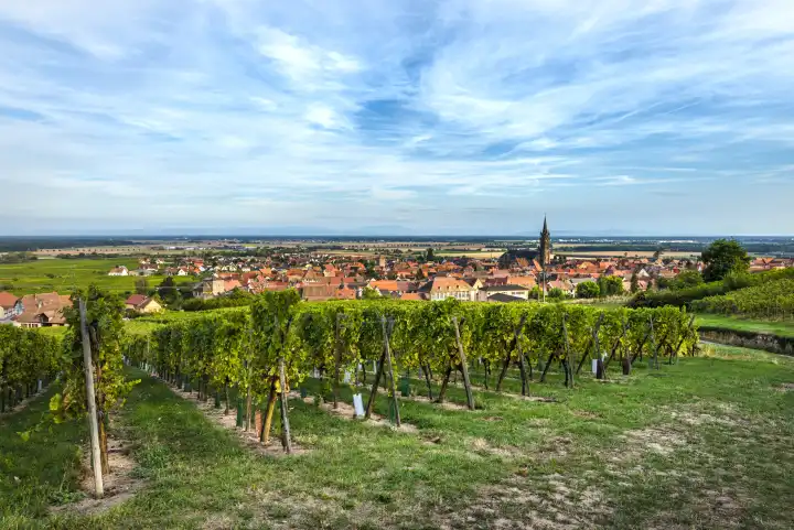 Dorf Dambach-la-Ville mit Weinbergen, Weinbau an der Elsässer Weinstraße, Frankreich, Panoramablick von oben