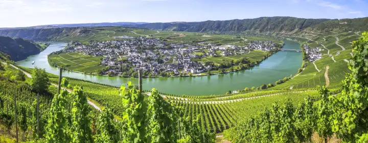 bend of the Moselle river at Piesport at the right, Germany, panorama from above, nature monument Moselloreley in background right side