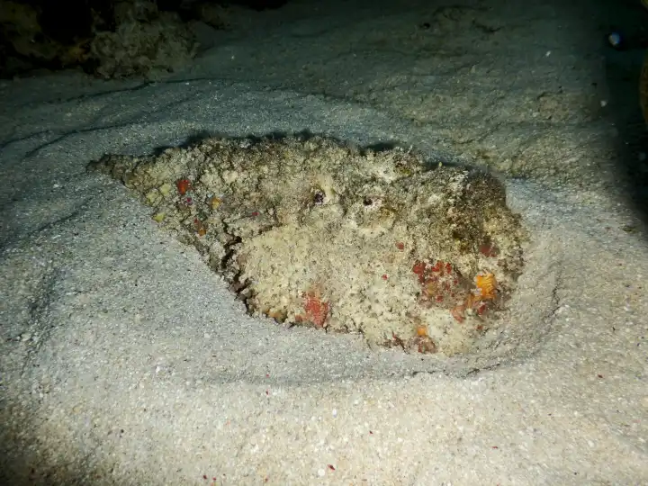 Echter Steinfisch auf Sandgrund, Selayar, Südsulawesi, Indonesien