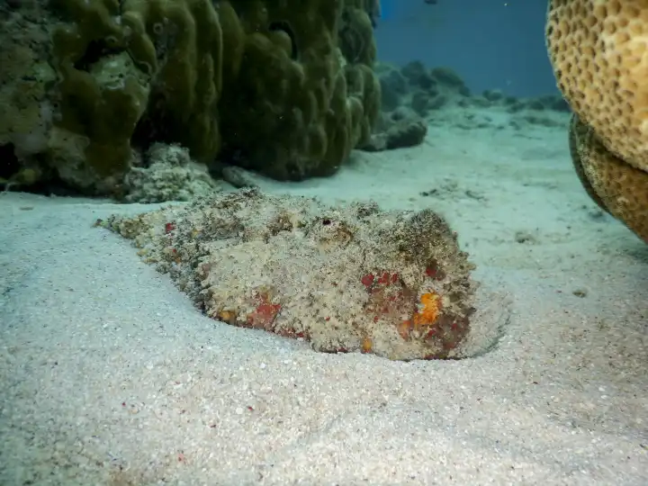 Steinfisch auf Sandgrund