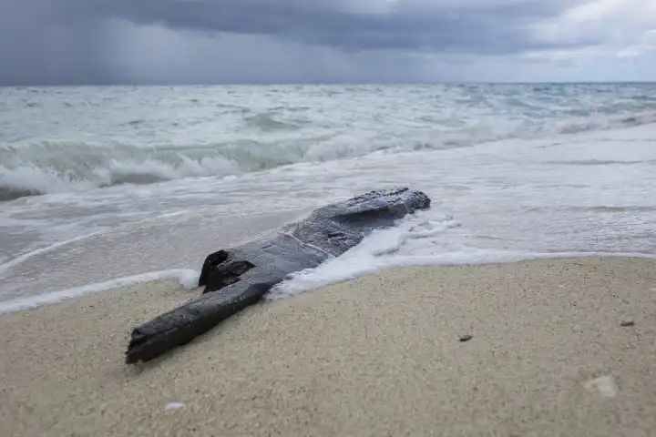 trunk washed ashore on coral beach, stormy atmosphere, selayar, south sulawesi, indonesia