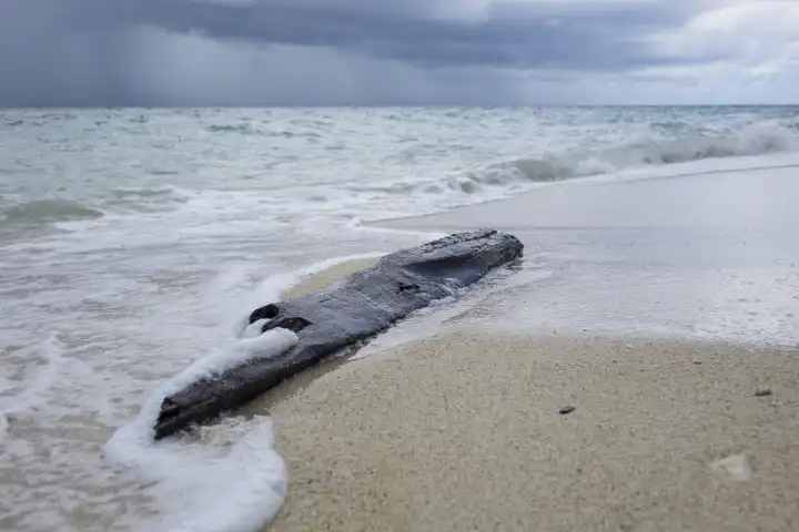trunk washed ashore on coral beach, stormy atmosphere, selayar, south sulawesi, indonesia