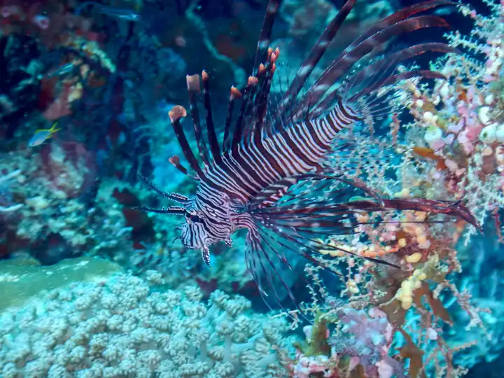 red lionfish in coral reef. Selayar, South Sulawesi, Indonesia