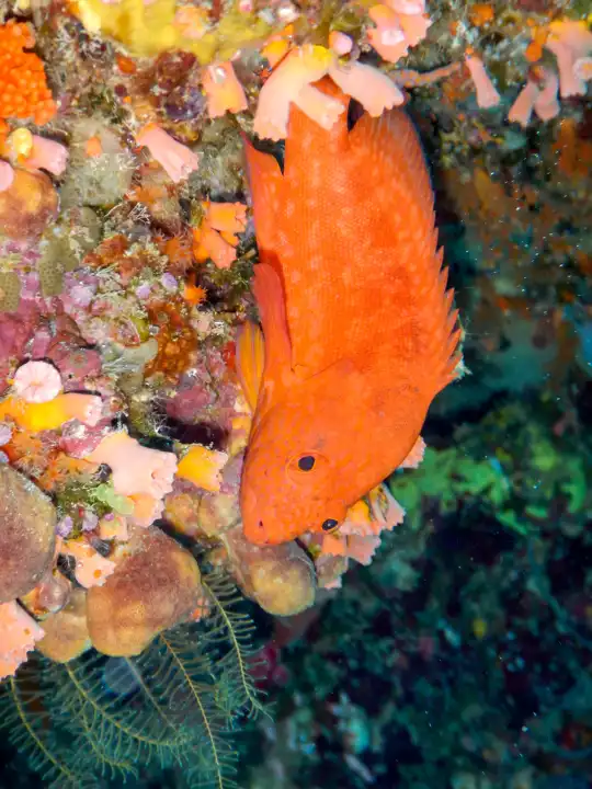Goldzackenbarsch ruhend im Korallenriff. Selayar, Südsulawesi, Indonesien