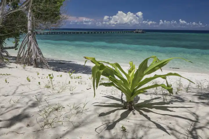 white sandy beach with green plant in the foreground, sea, jetty and white cumulus in the back